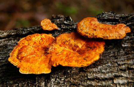 Бывает так, что грибник находит в лесу оранжевый гриб и начинает сомневаться в его съедобности