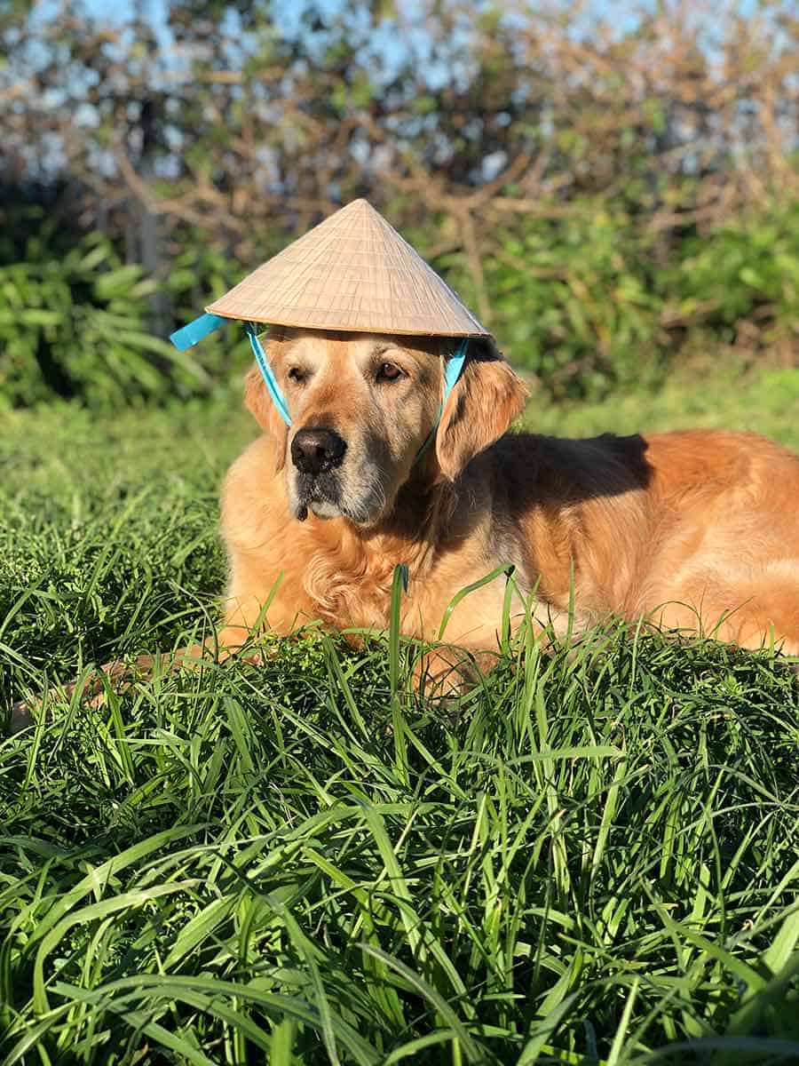 Dozer-with-Vietnamese-hat