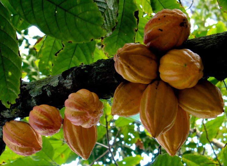 Как растут плоды какао